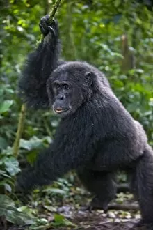 Images Dated 7th June 2009: Chimpanzee - adult male showing dominance display