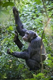 Chimpanzee - adult male using hands and foot to forage for new leaves