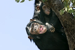 Chimpanzee - adult, with mouth open in tree with baby Chimpanzee - adult, with mouth open in tree with baby