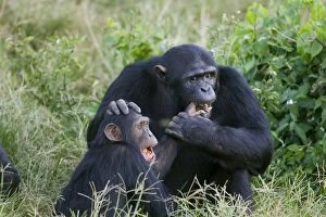 Chimpanzee - adult playing with juvenile