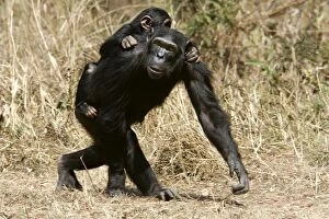 Chimpanzee - adult with young on back