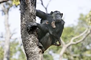 Chimpanzee - adult with young in arms in tree