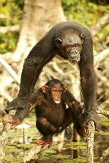 CHIMPANZEE - adult and young, balancing on Mangrove roots