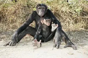 Chimpanzee - adult with young. Chimfunshi Chimp Reserve - Zambia - Africa