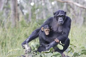 Images Dated 17th April 2006: Chimpanzee - adult & young Chimfushi Zambia Africa