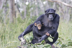 Images Dated 17th April 2006: Chimpanzee - adult & young Chimfushi Zambia Africa