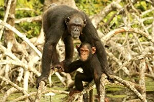 CHIMPANZEE - adult and young standing up on branches