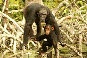 Congo Prints: Chimpanzee Adult and young standing up on branches Concuati, Congo, Central Africa
