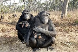 Images Dated 19th July 2004: Chimpanzee - two adults with young in arms. Chimfunshi Chimp Reserve - Zambia - Africa