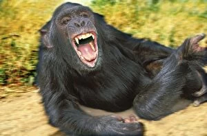 Images Dated 27th April 2007: Chimpanzee - aggressive