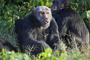 Images Dated 15th June 2009: Chimpanzee - alpha male making pant hoot - Ngamba Island Chimpanzee Sanctuary