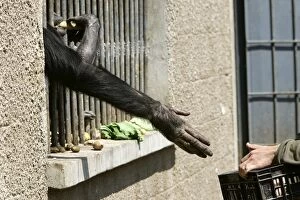 Cages Gallery: Chimpanzee - arm reaching through cage bars for food