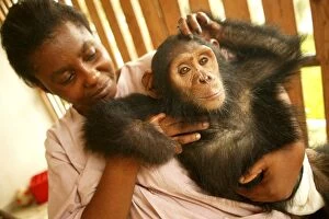 CHIMPANZEE - in arms of carer at Orphanage / Nursery