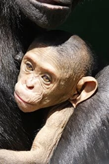 Chimpanzee - baby 4 weeks old