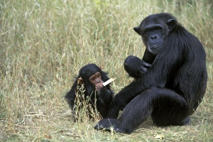 Images Dated 27th April 2004: Chimpanzee With baby Tanzania