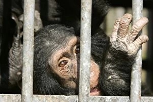 Chimps Gallery: Chimpanzee - behind bars