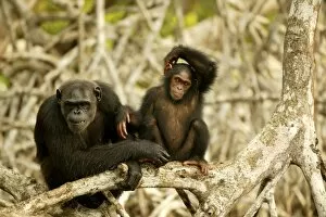 CHIMPANZEE - two on branches, one scratching