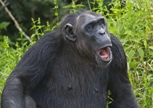 Chimpanzee - calling