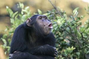 Chimps Collection: Chimpanzee - calling. Chimfunshi Chimp Reserve - Zambia - Africa