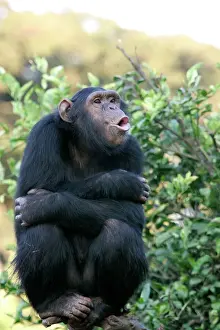 Chimpanzee - calling. Chimfunshi Chimp Reserve - Zambia - Africa