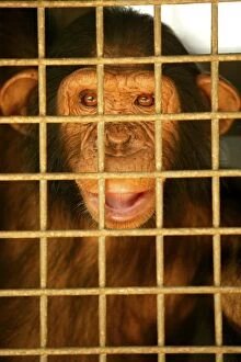 Behind Gallery: CHIMPANZEE - captive behind bars