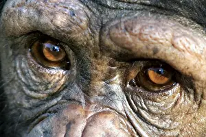 Chimpanzee. Chimfunshi Chimp Reserve. Zambia