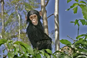 Chimpanzee. Chimfunshi Chimp Reserve. Zambia