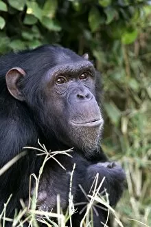 Images Dated 15th July 2004: Chimpanzee. Chimfunshi Chimp Reserve - Zambia - Africa
