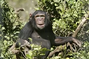 Images Dated 14th July 2004: Chimpanzee . Chimfunshi Chimp Reserve. Zambia