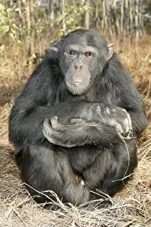 Images Dated 18th July 2004: Chimpanzee. Chimfunshi Chimp Reserve. Zambia