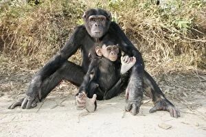 Images Dated 18th July 2004: Chimpanzee. Chimfunshi Chimp Reserve. Zambia