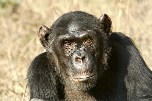 Images Dated 18th July 2004: Chimpanzee. Chimfunshi Chimp Reserve. Zambia