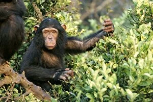 Images Dated 16th July 2004: Chimpanzee. Chimfunshi Chimp Reserve - Zambia - Africa