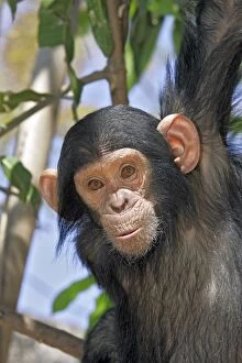 Images Dated 19th July 2004: Chimpanzee. Chimfunshi Chimp Reserve. Zambia