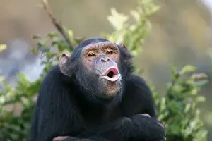 Monkey Prints: Chimpanzee. Chimfunshi Chimp Reserve. Zambia