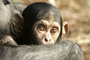 Startled Prints: Chimpanzee. Chimfunshi Chimp Reserve. Zambia