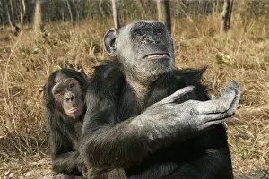 Chimpanzee. Chimfunshi Chimp Reserve. Zambia