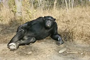 Chimpanzee. Chimfunshi Chimp Reserve. Zambia