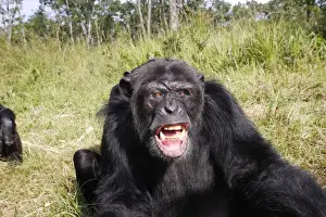 Chimpanzee Chimfunshi Wildlife Orphanage in central Zambia