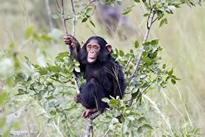 Images Dated 16th April 2006: Chimpanzee Chimfunshi Wildlife Orphanage Zambia Africa