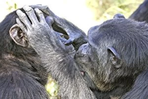 Images Dated 19th April 2006: Chimpanzee Chimfunshi Wildlife Orphanage Zambia Africa