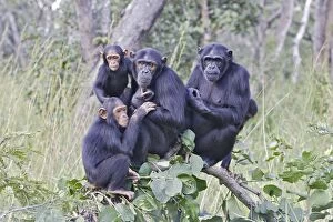 Images Dated 17th April 2006: Chimpanzee Chimfunshi Wildlife Orphanage Zambia Africa
