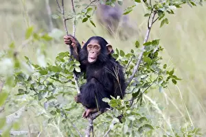 Chimpanzee Chimfunshi Wildlife Orphanage Zambia Africa