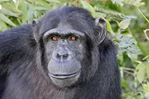 Chimpanzee Chimfunshi Wildlife Orphanage Zambia Africa