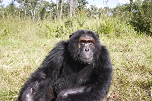 Images Dated 16th April 2006: Chimpanzee. Chimfushi - Zambia