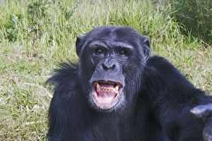 Images Dated 16th April 2006: Chimpanzee. Chimfushi - Zambia