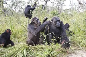 Images Dated 16th April 2006: Chimpanzee. Chimfushi - Zambia
