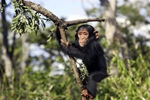 Images Dated 17th April 2006: Chimpanzee Chimfushi Zambia Africa