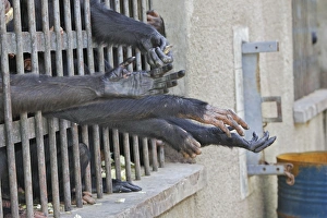 Images Dated 17th April 2006: Chimpanzee Chimfushi Zambia Africa