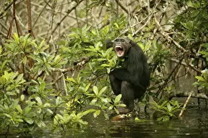 Chimpanzee Climbing on branches above water Concuati, Congo, Central Africa
